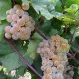 Poklon sorte grožđa magarac: fotografija i opis, recenzije