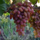 Transformacija sorte grožđa - opis i rokovi zrenja