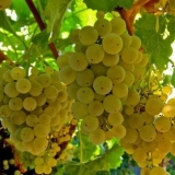 Sorta grožđa rizling (rizling): opis i karakteristike, fotografija