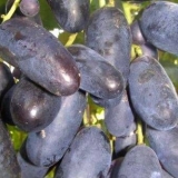 Sorta grožđa je velika