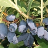 Sorta orlovi nokti pepeljuga: sadnja i njega, fotografije, oprašivači, recenzije