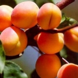 Sorte kajsija za uzgoj u srednjoj traci