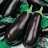 Sorte patlidžana - karakteristike, karakteristike