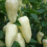 Sorte bijelih paprika