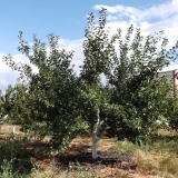 Sorte domaće šljive