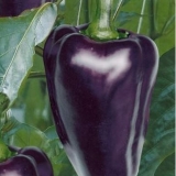 Sorte ljubičastog bibera