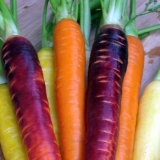 Sorte ljubičaste šargarepe