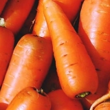 Sorte i hibridi šargarepe za sjeverozapad