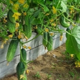 Sorte i sjeme krastavaca za plastenike