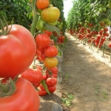 Sorte indeterminantnih paradajza za otvoreno tlo