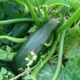 Sorte tikvica za staklenik