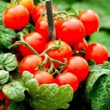 Sorte karpalnog paradajza za otvoreno tlo