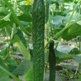 Sorte kineskih krastavaca za staklenik