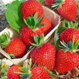 Sorte jagoda za centralnu rusiju