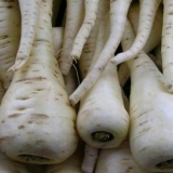 Sorte stočne šargarepe