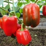 Sorte crvenih paprika