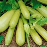 Sorte okruglih tikvica