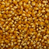 Sorte kukuruza za kokice