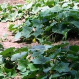 Sorte grmovih krastavaca za otvoreno tlo