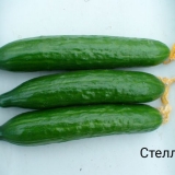 Sorte grmovnih samooplodnih krastavaca