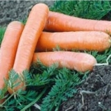 Sorte šargarepe bez jezgre