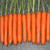 Sorte šargarepe za ural