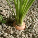 Sorte šargarepe sa tupim krajem