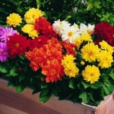 Sorte niskih dalija: uzgoj i njega