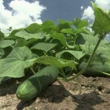 Sorte krastavaca za otvoreno tlo