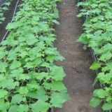 Sorte krastavaca za rostovsku regiju na otvorenom polju