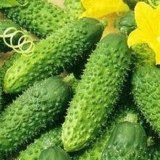 Sorte krastavaca za plastenike u sibiru