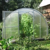 Sorte krastavaca za staklenik