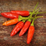 Sorte ljute paprike za otvoreno tlo