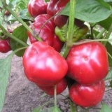 Sorte rane slatke paprike debelih stijenki za sibir