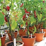 Sorte paprika za balkon