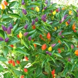 Sorte paprike za uzgoj na prozorskoj dasci