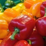 Sorte paprika zvijezda istoka: mandarina, divovska, bijela u crvenoj, crvena, žuta, čokoladna