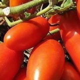 Sorte paradajza za otvoreno tlo