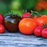 Sorte paradajza otporne na kasnu plamenjaču