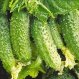 Sorte grednih krastavaca za staklenike