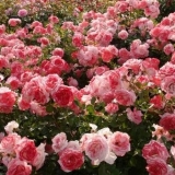 Sorte ruža sa fotografijama i opisima