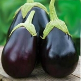 Sorte najvećih patlidžana