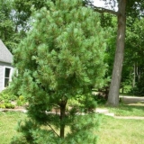 Sorte rumelijskog bora