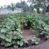 Sorte krastavaca otpornih na hladovinu za otvoreno tlo