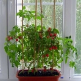 Sorte paradajza za balkon