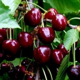 Sorte trešanja za oblast jaroslavlja