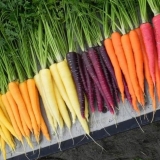 Sorte žute šargarepe