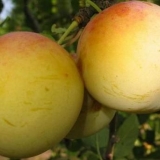 Sorte žute šljive sa fotografijom