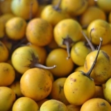 Sorte žutog patlidžana