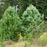 Bor (kedar) korejski